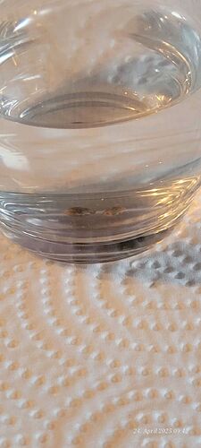 Tag 1 Keimung, die Bohnen sind ab gesunken nach paar Stunden ein Weichen 24.4.25