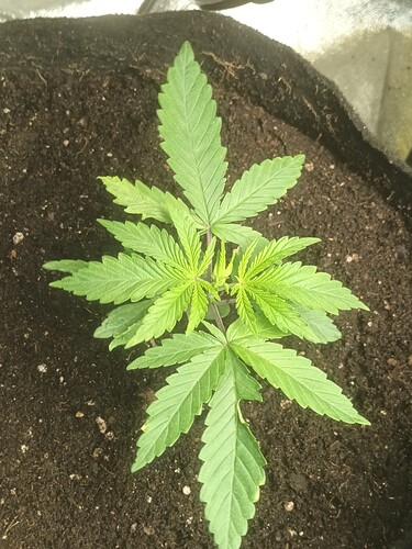 16684465939634834050957792481512