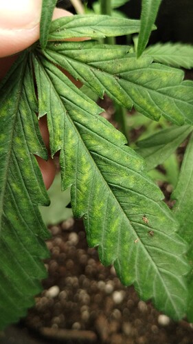 IMG_20231114_114558409