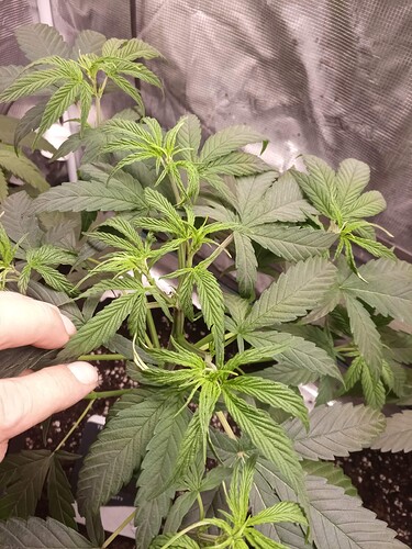 IMG_20221107_174922_3