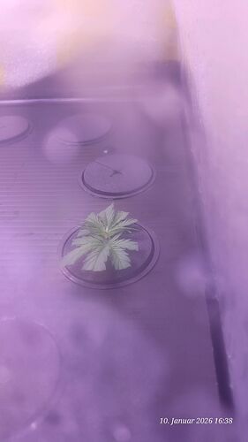 Tag 9 Klon 2 Verwurzelung