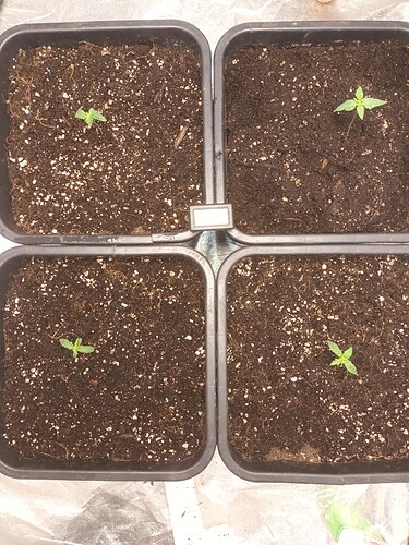 16675154855092550214859797723404