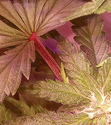 IMG_20220723_181628_3