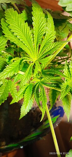 IMG_20220916_223008_1