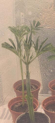 Tag 2 in der Verwurzelung am 9.3.24