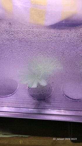 Tag 9 Klon 1 Verwurzelung 10.1.26