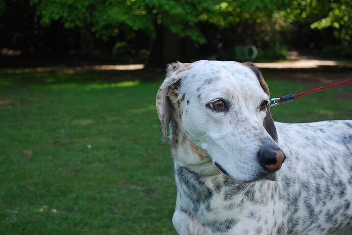 dogs  random (26)