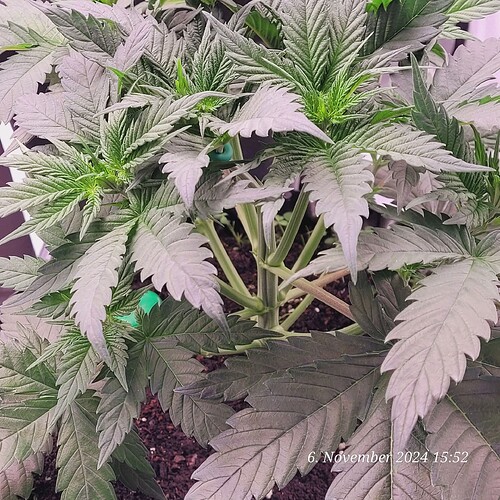 Tag 35 Wachstum Tag 17 am 6.11.24