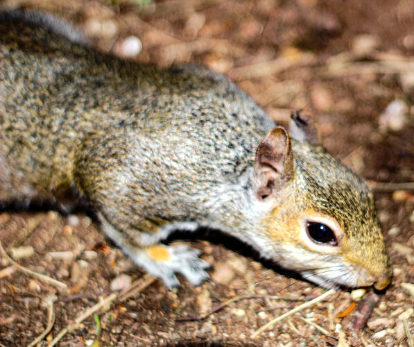 squirell (3)