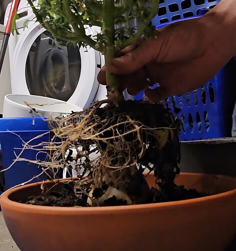 VideoCapture_20250217-131154