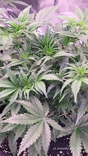 Tag 34 B.G.1 Blüte Tag 6