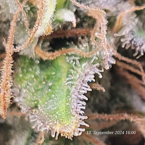 Tag 124 Blüte Tag 63 am 13.9.24