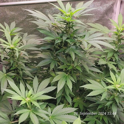 Tag 99 Blütetag 11 am 10.9.24