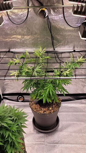 Tag 51 C. OG ein Netz nur für sie