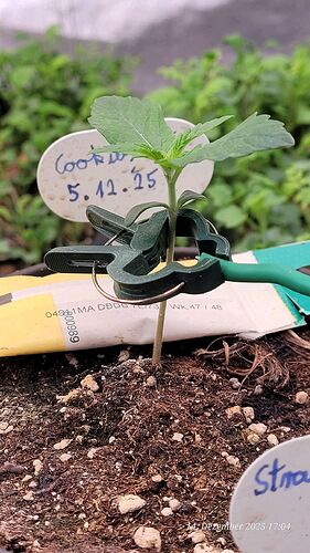 Tag 10 C. OG Sämling Tag 2 am 14.12.25