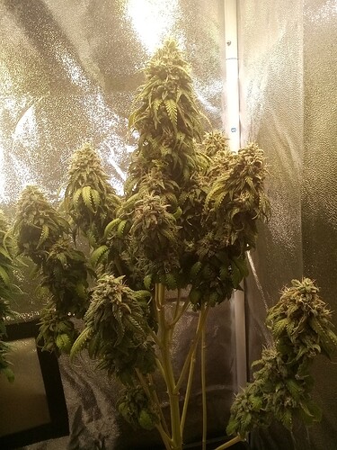 IMG_20240809_135720_637