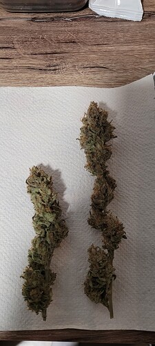 Tag 105 ein paar der schönsten Buds