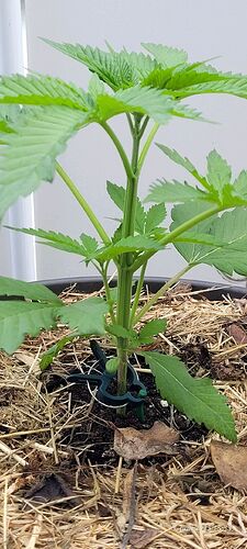 Tag 29 Congo 2 am 3.6.25