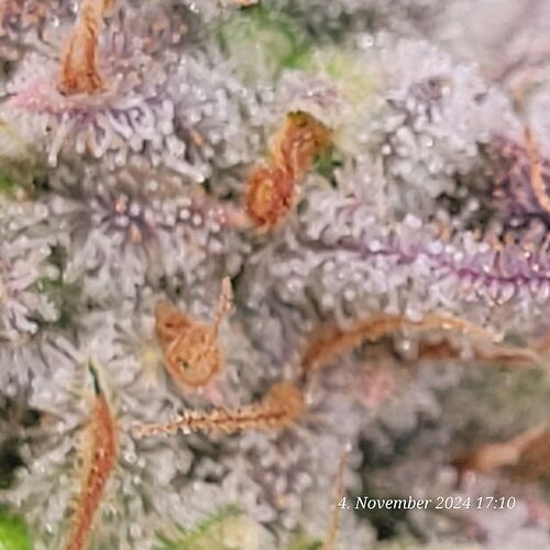 Tag 107 Klon 1 nähert sich dem Ende