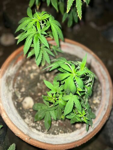 IMG-20230902-WA0039
