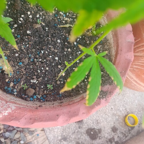 16922724444258934182827526753109