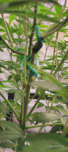 Tag 51 Cookie 1 gebrochener Ast steht wieder 1.6.24