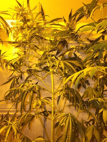 1689534764689407828688209047679