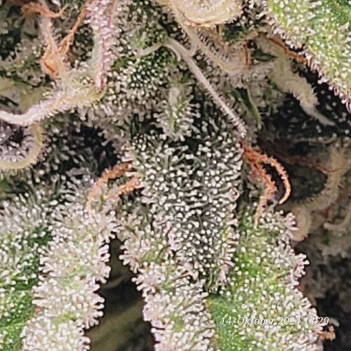 Tag 86 Klon 2 voll mit Trichome bis auf größere Blätter 14.10.24