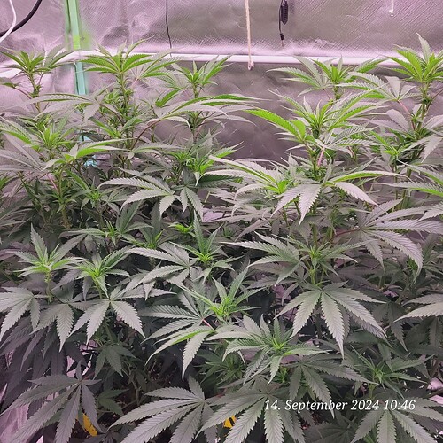 Tag 56 Klon 1 u. 2 in der 2ten Blüte Woche mit derzeit jeden Tag 2 cm höher 14.9.24