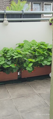 Erdbeeren in Living Soil