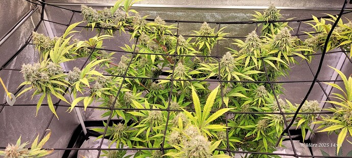 Tag 104 Lockdown Kush Kloni 7.3.25