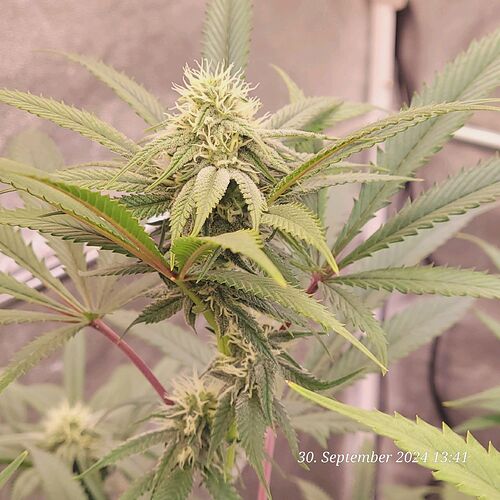 Tag 72 Klon 1 Blüte Tag 25