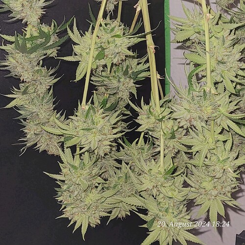 Tag 93 und nun hängt sie zur Trocknung bei 20 Grad - 1