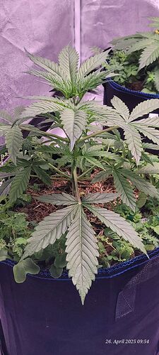 Tag 27 Gelato 26.4.25