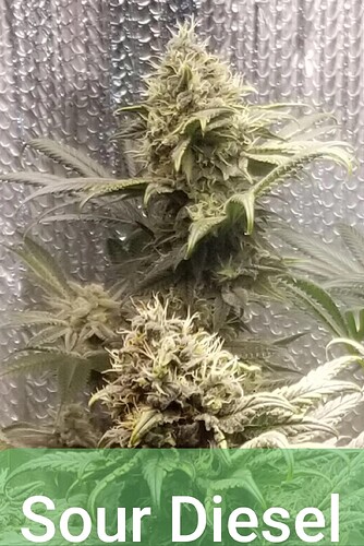 sour diesel buds