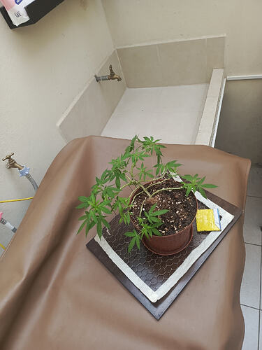 IMG-20260425-WA0033