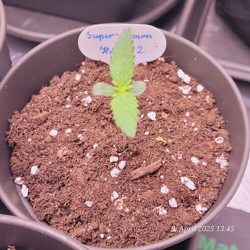 Tag 10 Lemon Haze 2 Sämling Tag 5