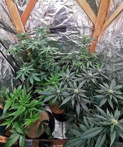 IMG_20240217_191602_edit_4266880984704120