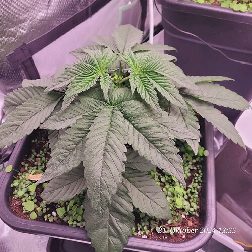 Tag 29 Nr 2, Wachstum Tag 11 am 31.10.24