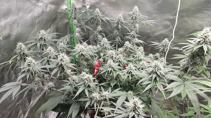 Red Queen (Lava Cake Feminisiert)