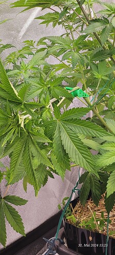 Tag 50 Cookie 1 Wachstum Tag  27 , auch ein Clip zum Biegen eingesetzt