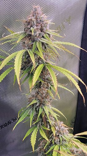 Tag 108 Klon 2 der Bud mit weniger Blatt