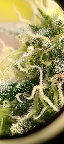 Bruce Banner