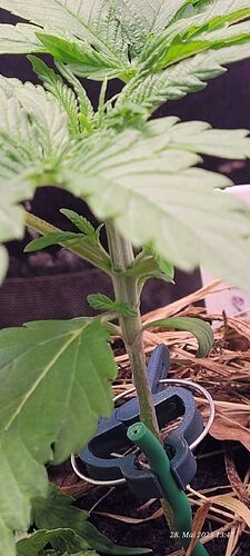 Tag 23 Congo 2 am 28.5.25