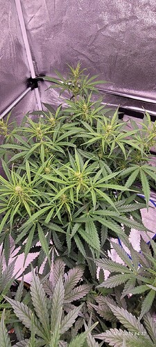 Tag 44 Gelato Blüte Tag ca. 19