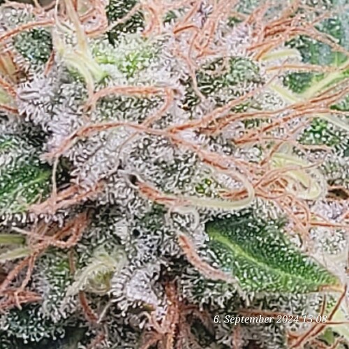 Tag 117 in den letzten Stunden 6.9.24