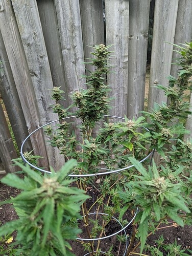 Girl scout cookies