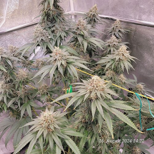 Tag 89 ende der 8ten Blüte Woche 16.8.24