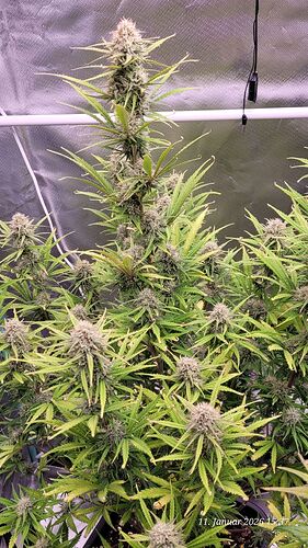 Tag 62 B.G. 2 am 11.1.26