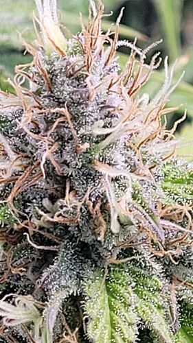 Tag 97 Klon 2 auch hier sehr viele Trichome